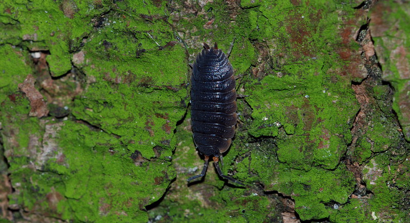 bænkebider Oniscidea