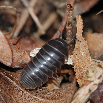 bænkebider Oniscidea