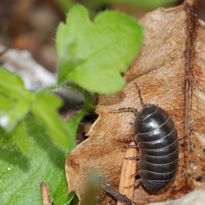 bænkebider Oniscidea