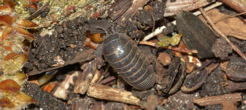 bænkebider Oniscidea