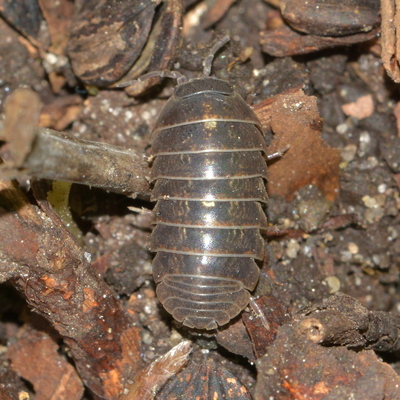 bænkebider Oniscidea