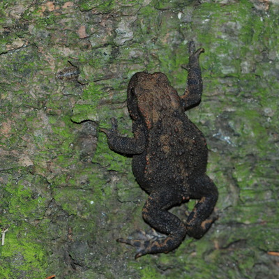 bænkebider Oniscidea