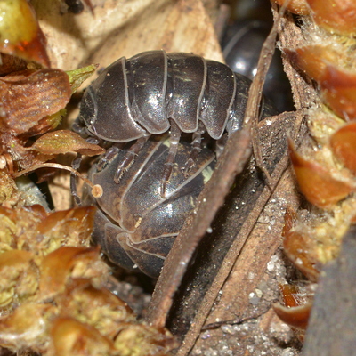 bænkebider Oniscidea