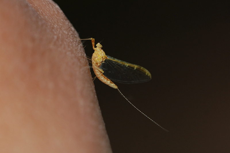 døgnfluer Ephemeroptera