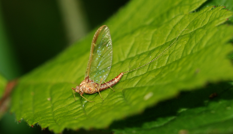 døgnfluer Ephemeroptera