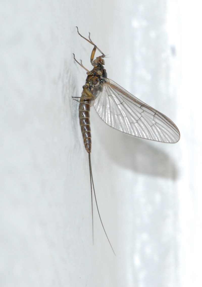 døgnfluer Ephemeroptera