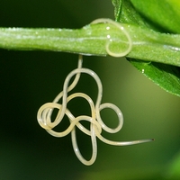 hårorm Nematomorpha