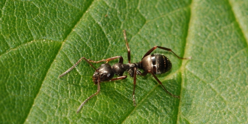 myrer