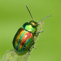 bladbiller Chrysomelidae