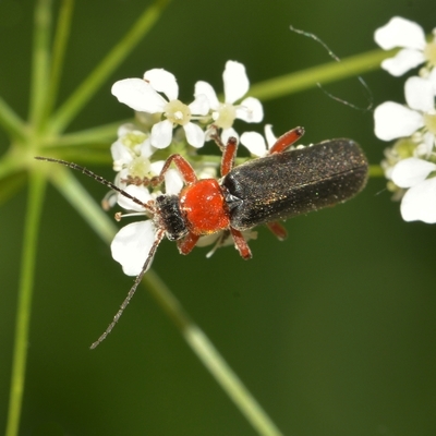 blødvinge Cantharidae