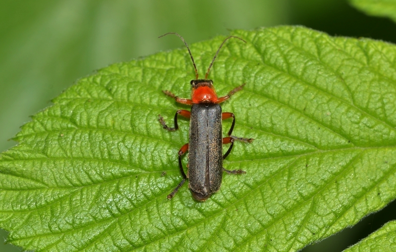 blødvinge Cantharidae