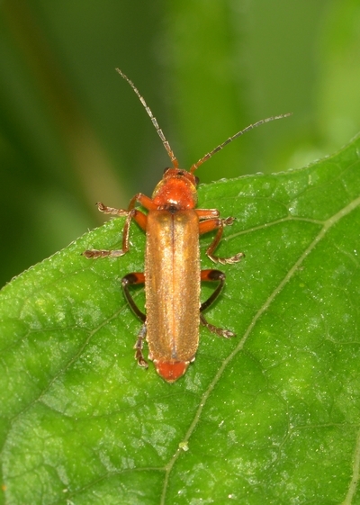 blødvinge Cantharidae