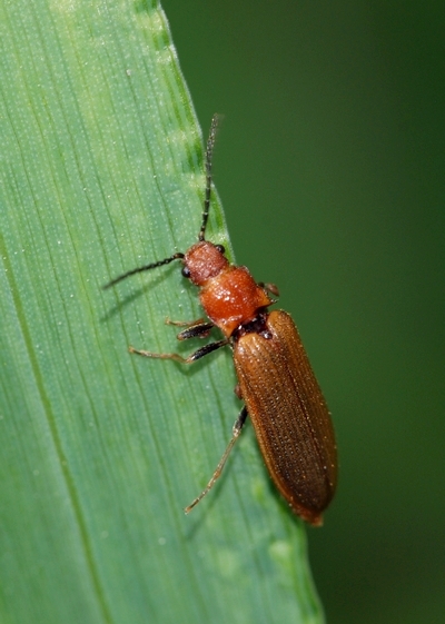 blødvinge Cantharidae