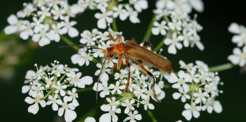 blødvinge Cantharidae