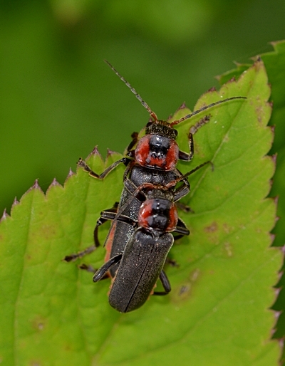 Stor blødvinge Cantharis fusca