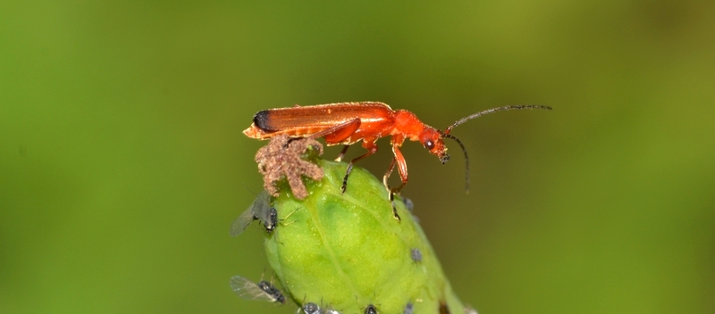 præstebille Rhagonycha fulva