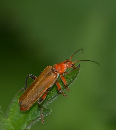 blødvinge Cantharidae