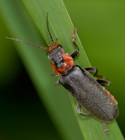 blødvinge Cantharidae