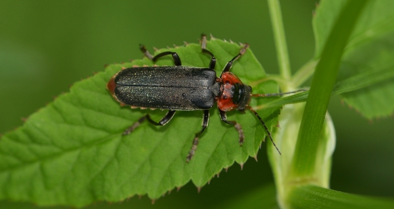 Stor blødvinge Cantharis fusca