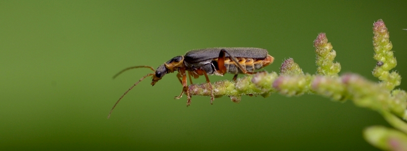 blødvinge Cantharidae