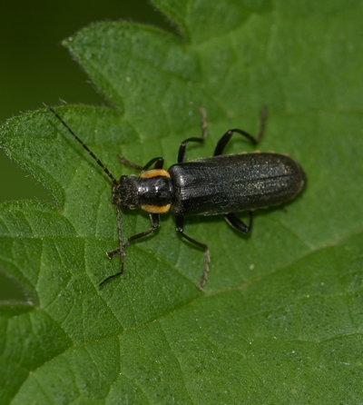 blødvinge Cantharidae