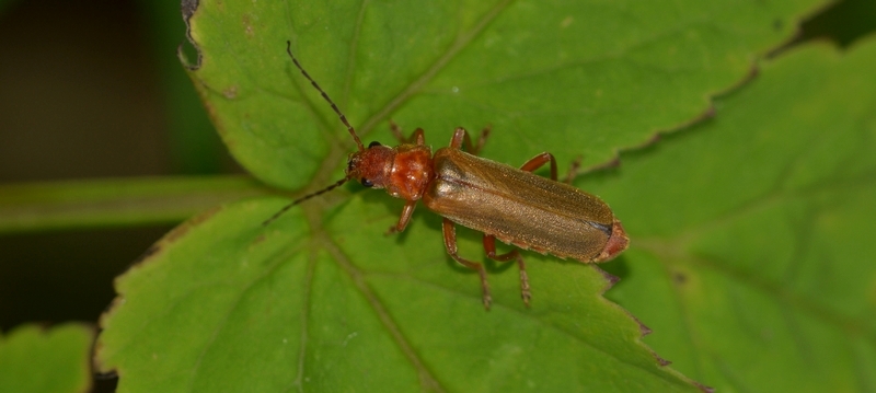 blødvinge Cantharidae