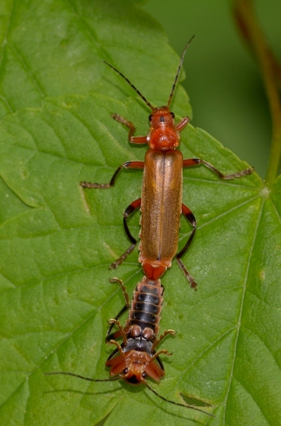 blødvinge Cantharidae