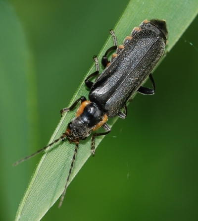 blødvinge Cantharidae