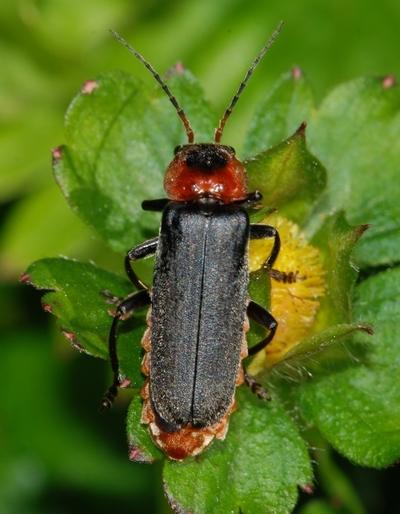 Stor blødvinge Cantharis fusca