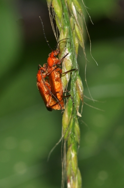 Præstebille Rhagonycha fulva