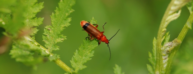 Præstebille Rhagonycha fulva