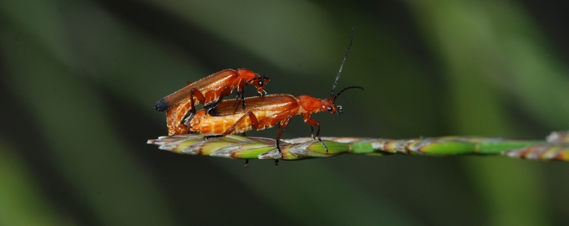 Præstebille Rhagonycha fulva