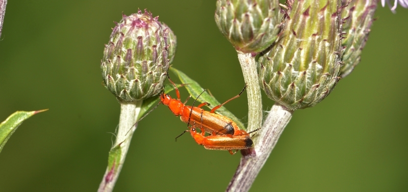 Præstebille Rhagonycha fulva