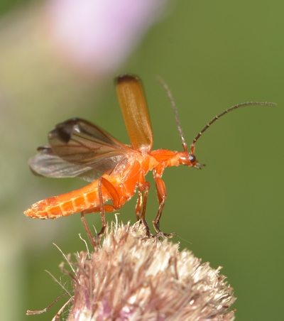 Præstebille Rhagonycha fulva