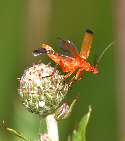 Præstebille Rhagonycha fulva