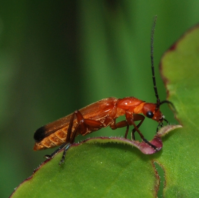 Præstebille Rhagonycha fulva