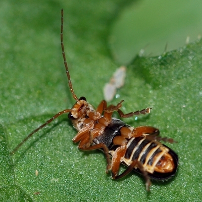 Præstebille Rhagonycha fulva