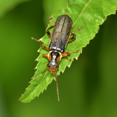 blødvinge Cantharidae