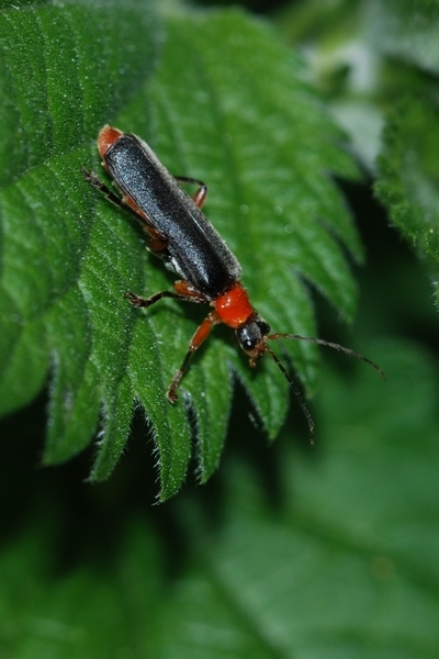 blødvinge Cantharidae