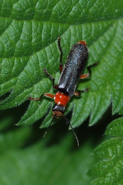 blødvinge Cantharidae