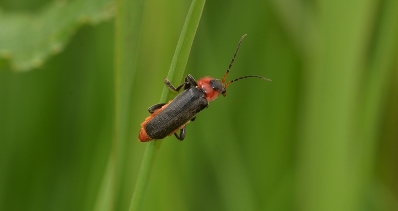 blødvinge Cantharidae