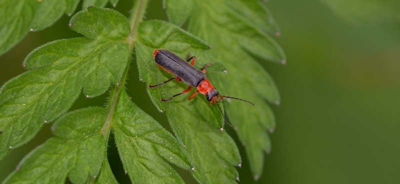 blødvinge Cantharidae