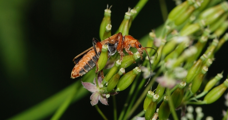 Præstebille Rhagonycha fulva