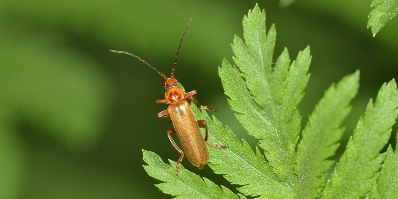 gul blødvinge Cantharis livida