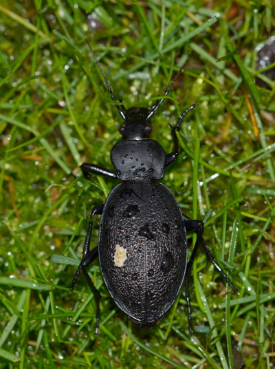 løbebille læderløber Carabus coriaceus