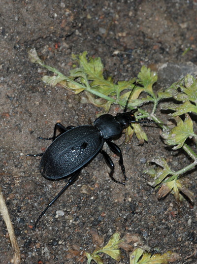 løbebille læderløber Carabus coriaceus