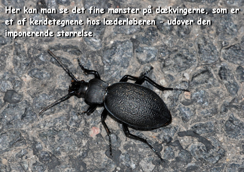 løbebille læderløber Carabus coriaceus