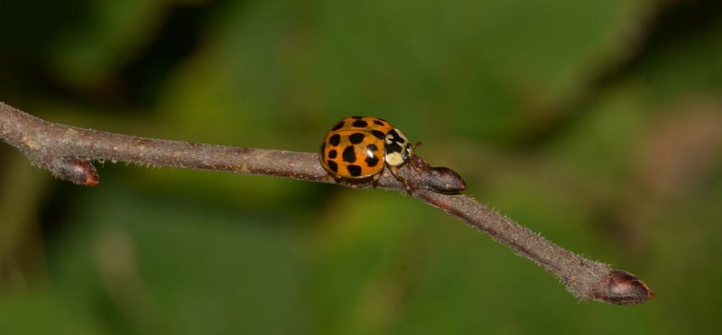 Harlekin mariehøne