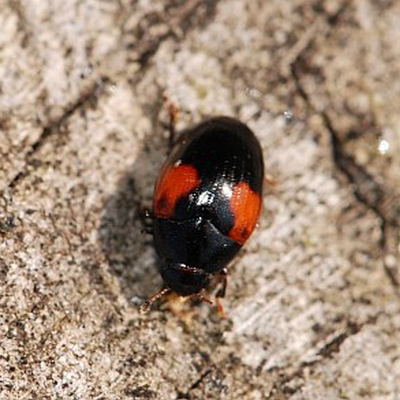 Tritoma bipustulata