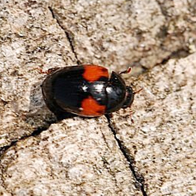 Tritoma bipustulata